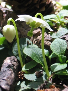 Moneses uniflora